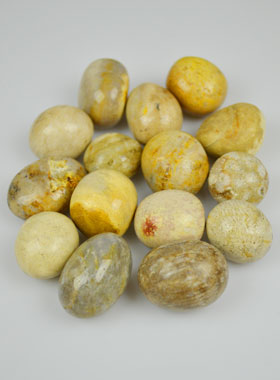 Pierre Roulée Corail Fossile d'Amérique (pic 1)