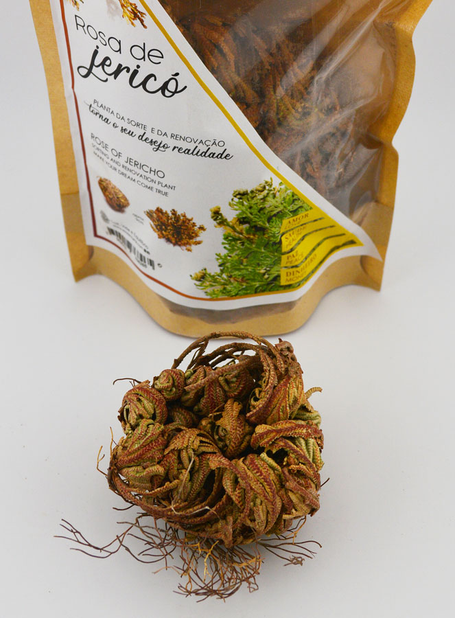 Rose de Jéricho 10g - Plante de Résurrection (pic 2)