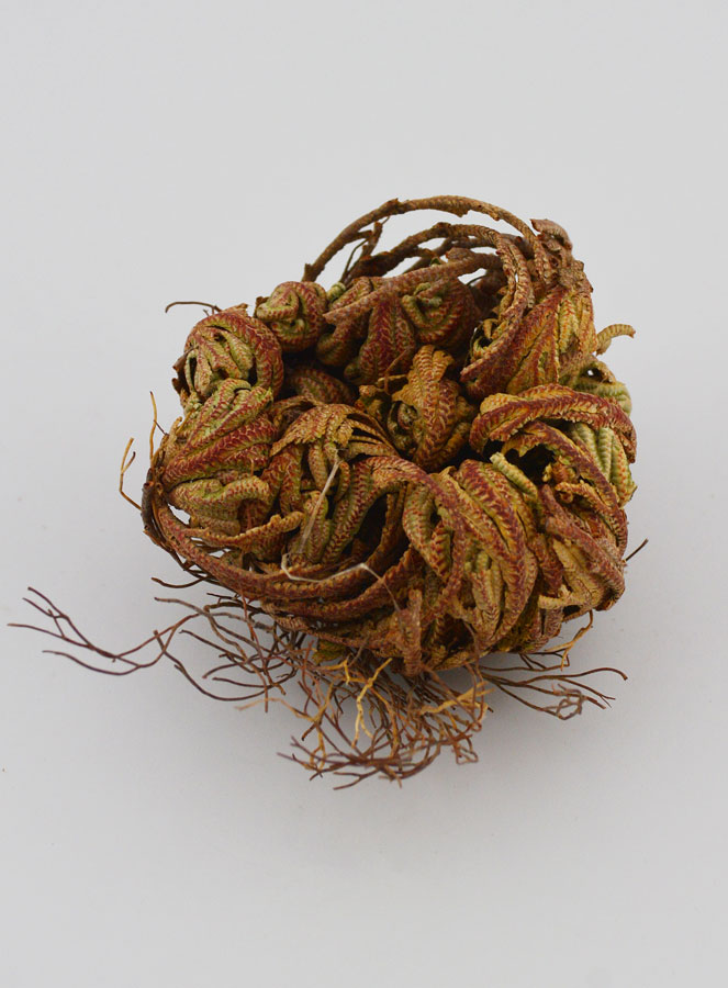 Rose de Jéricho 10g - Plante de Résurrection (pic 3)
