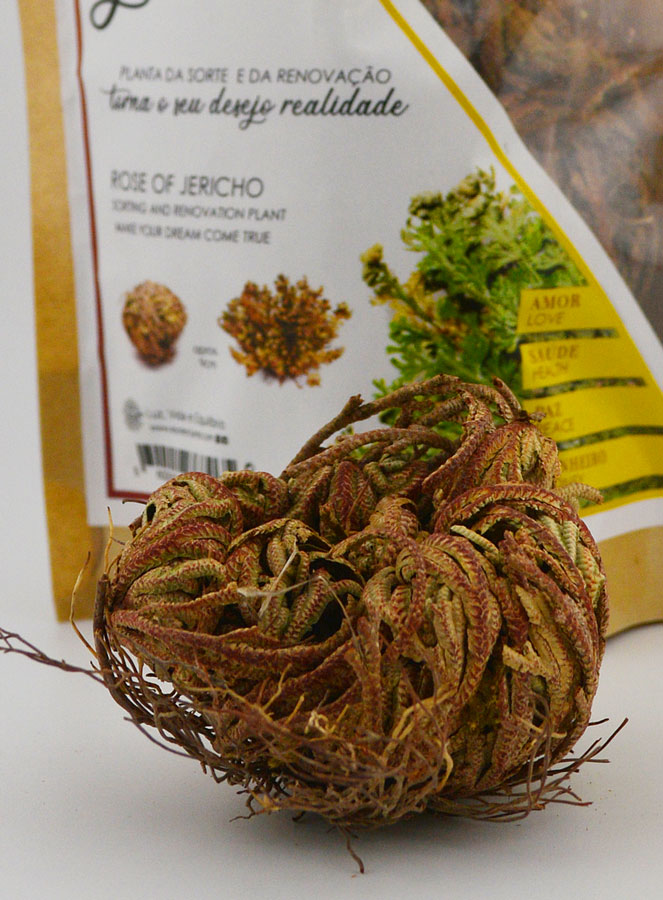Rose de Jéricho 10g - Plante de Résurrection (pic 4)