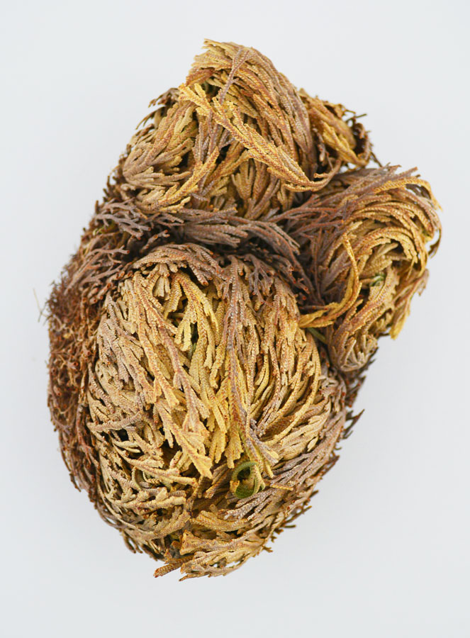 Rose de Jéricho 30g - Plante de Résurrection (pic 1)