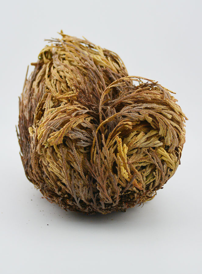Rose de Jéricho 30g - Plante de Résurrection (pic 4)