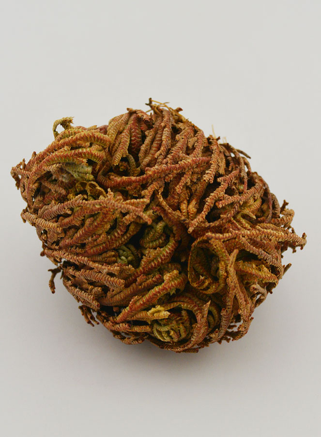 Rose de Jéricho 10g (pic 3)