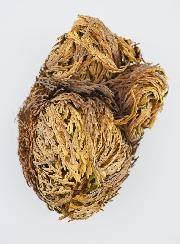 Rose de Jéricho 30g - Plante de Résurrection