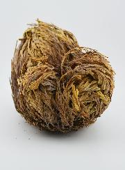 Rose de Jéricho 30g - Plante de Résurrection