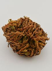 Rose de Jéricho 10g