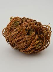 Rose de Jéricho 10g